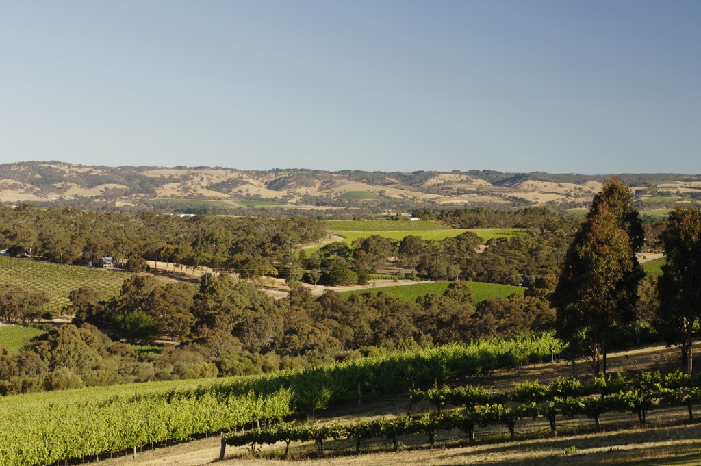 View from cellar door